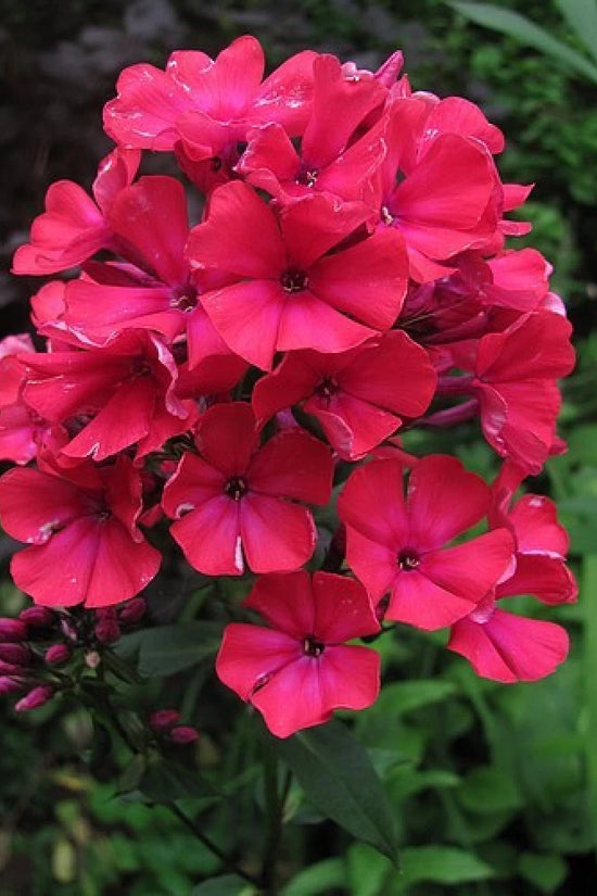 Phlox plant with colorful flowers

