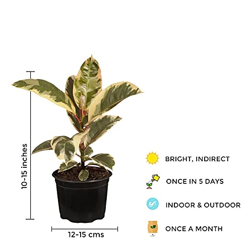 Variegated rubber tree for indoors
