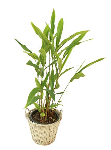 Elaichi (cardamom) plant
