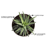 Haworthia Succulent plant Air Purifier Indoor Plants for Home/ Office - Gardengram