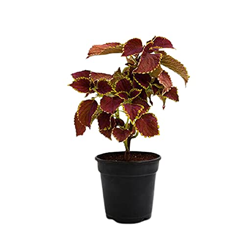 Coleus plant – maroon leaf variety

