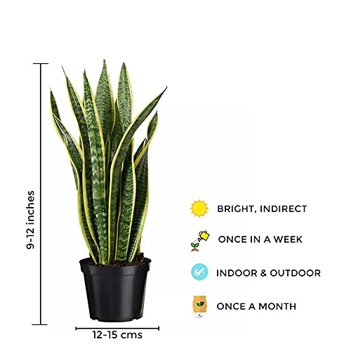 Sansevieria – snake plant
