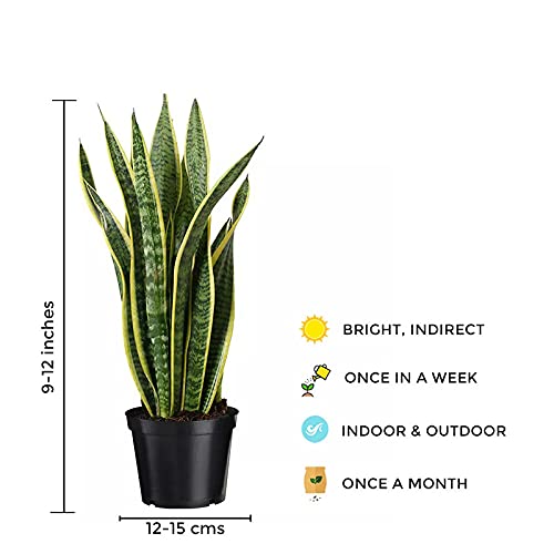 Snake Plant (Sansevieria Trifasciata) – Gardengram