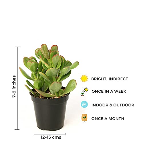 Crassula Ovata – money plant succulent
