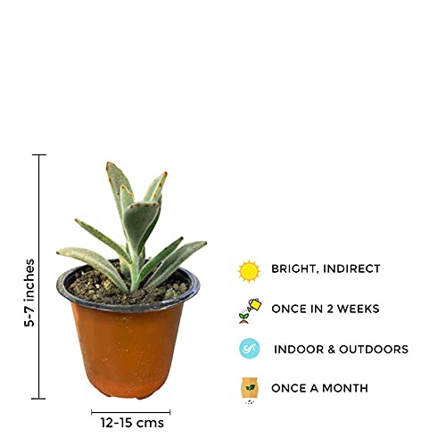 Kalenchoe Plant Air Purifier Indoor Plants for Home/ Office - Gardengram