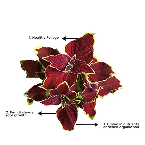 Coleus plant – maroon leaf variety
