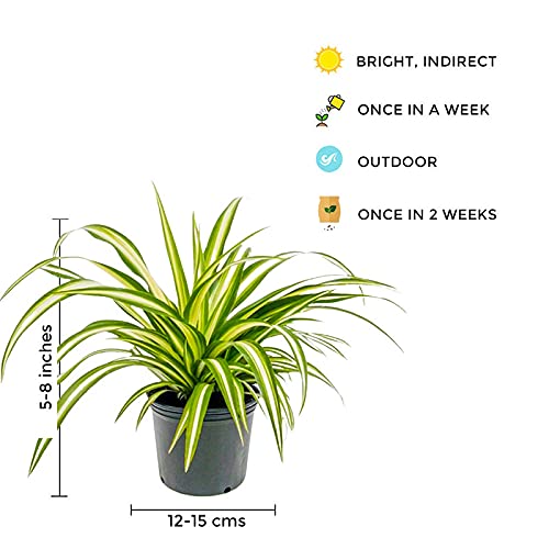 Large spider plant for indoor use
