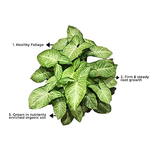 Syngonium indoor foliage plant
