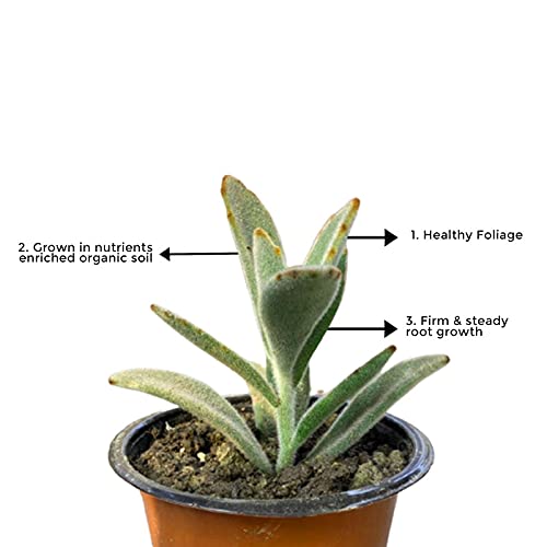 Kalanchoe plant for air quality
