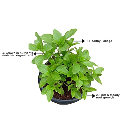 Tulsi (Holy Basil) indoor plant

