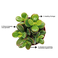 Crassula Ovata Indoor Plant - Gardengram