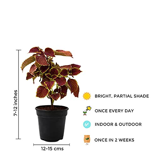 Coleus plant – maroon leaf variety

