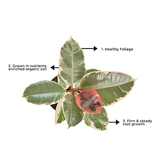 Variegated rubber tree for indoors
