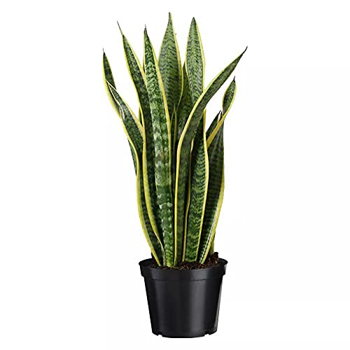 Sansevieria – snake plant
