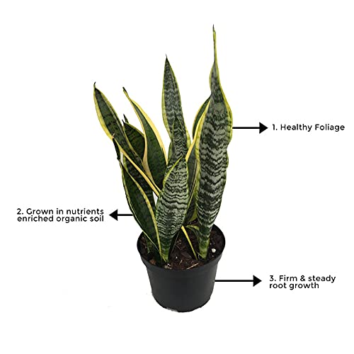 Sansevieria – snake plant
