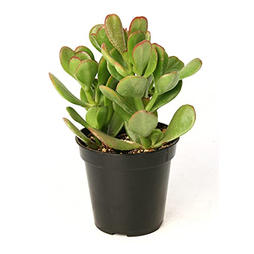 Crassula Ovata – money plant succulent
