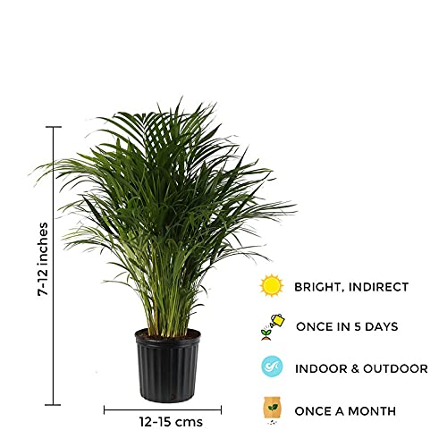 Areca Palm Plant- Large - Gardengram