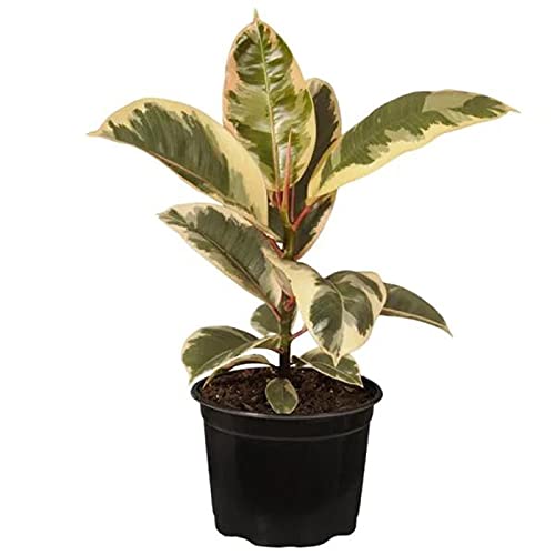 Variegated rubber tree for indoors
