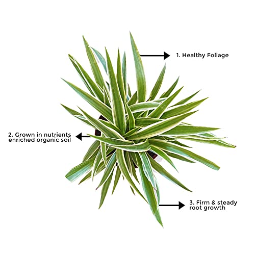 Large spider plant for indoor use
