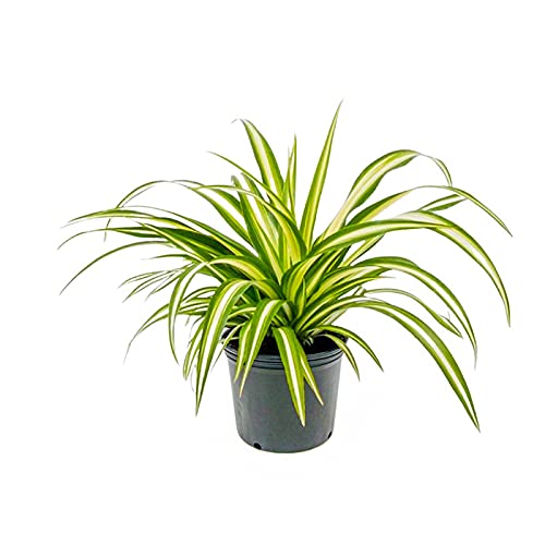 Large spider plant for indoor use
