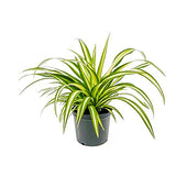 Spider Plant - Large (Chlorophytum) - Gardengram