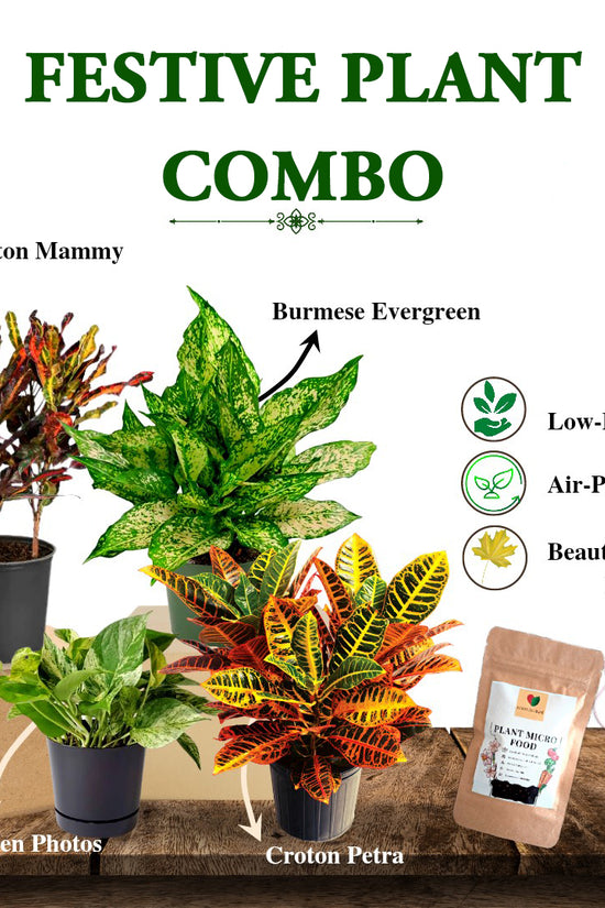 Festive Plant Combo - Gardengram