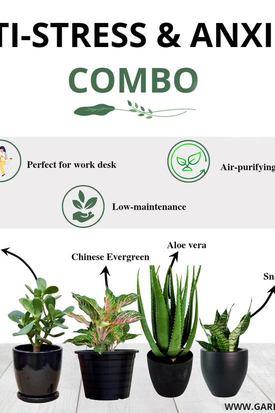 Relaxation and anti-anxiety plant set
