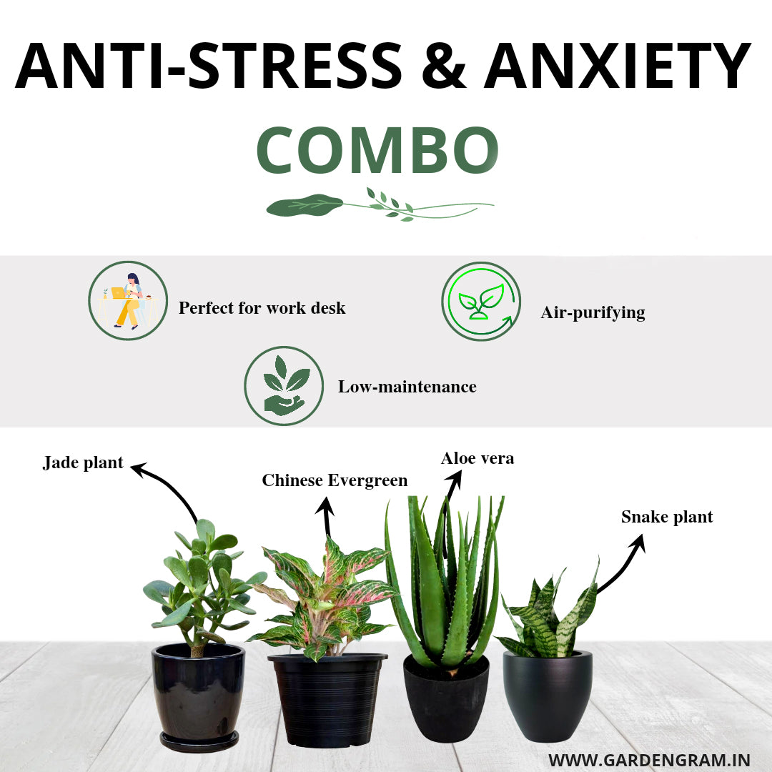 Relaxation and anti-anxiety plant set
