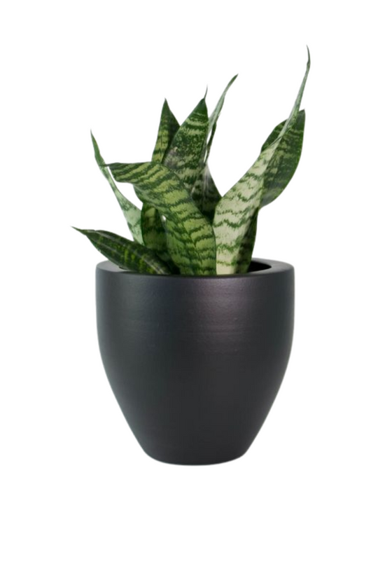 Relaxation and anti-anxiety plant set
