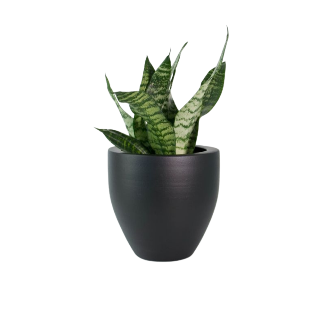 Relaxation and anti-anxiety plant set
