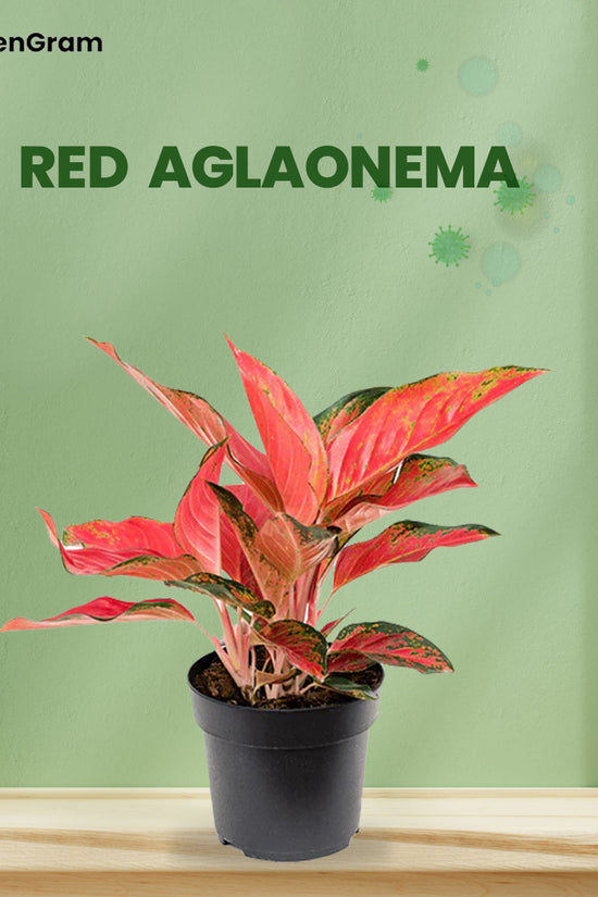 Air-cleaning plants combo
