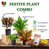 Festive Plant Combo - Gardengram