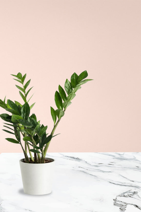 ZZ plant – white pot combo
