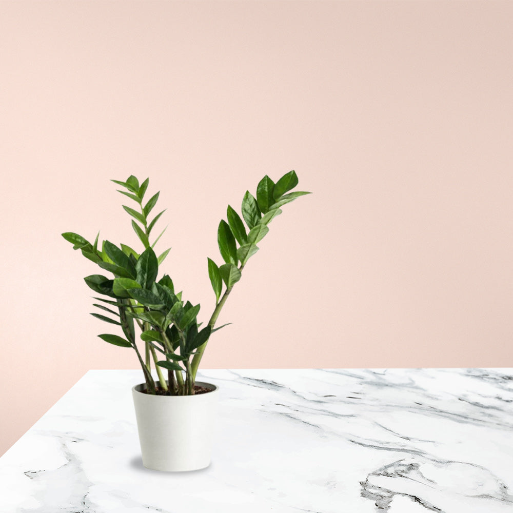 ZZ plant – white pot combo
