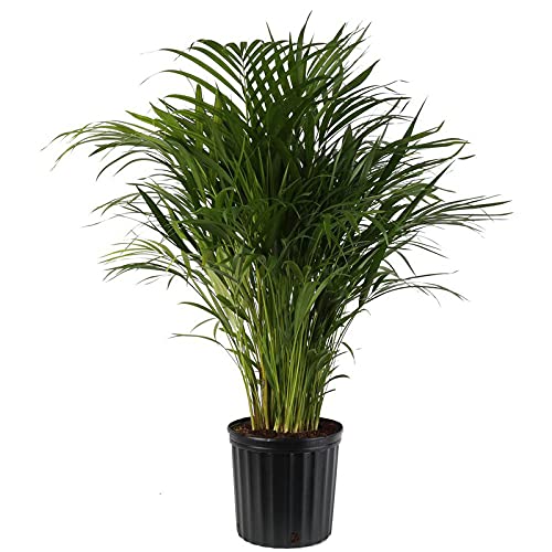 Areca Palm plant for indoors
