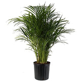 Areca Palm Plant- Large - Gardengram