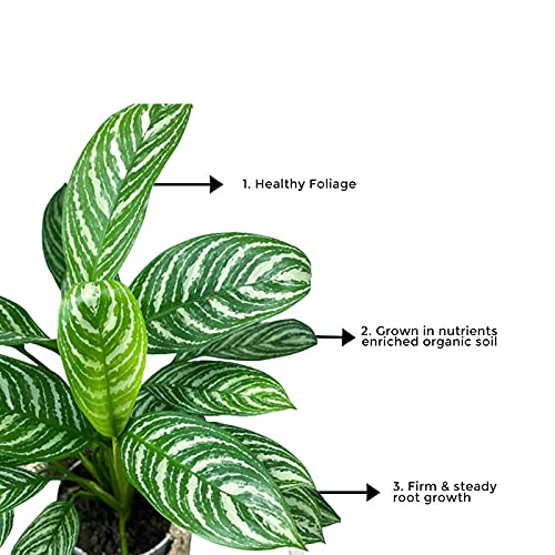 Chinese evergreen plant – Aglaonema
