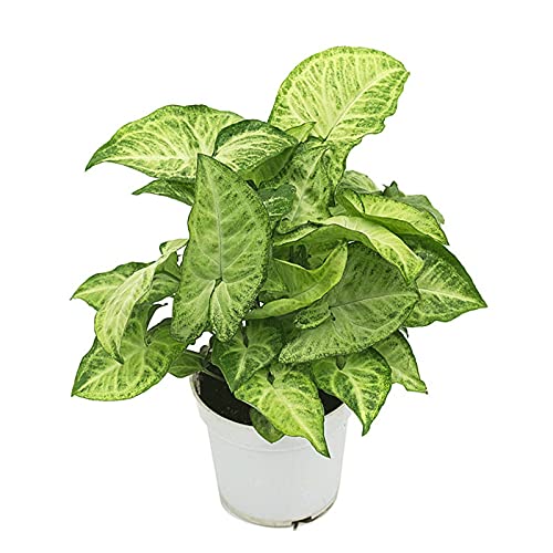 Syngonium indoor foliage plant
