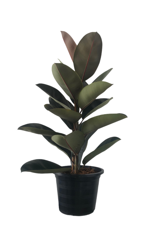 Happiness-themed plant combo
