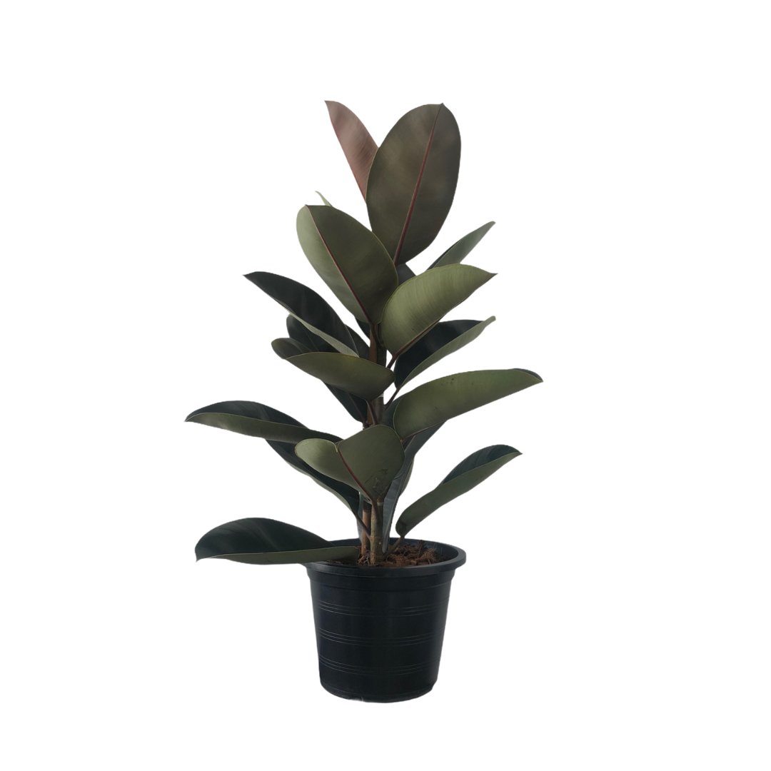 Happiness-themed plant combo
