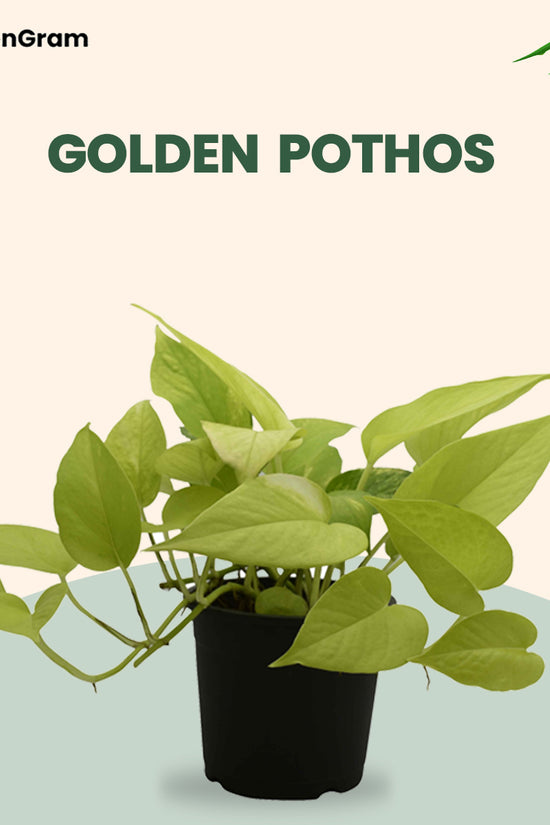 Indoor air-purifying plant set
