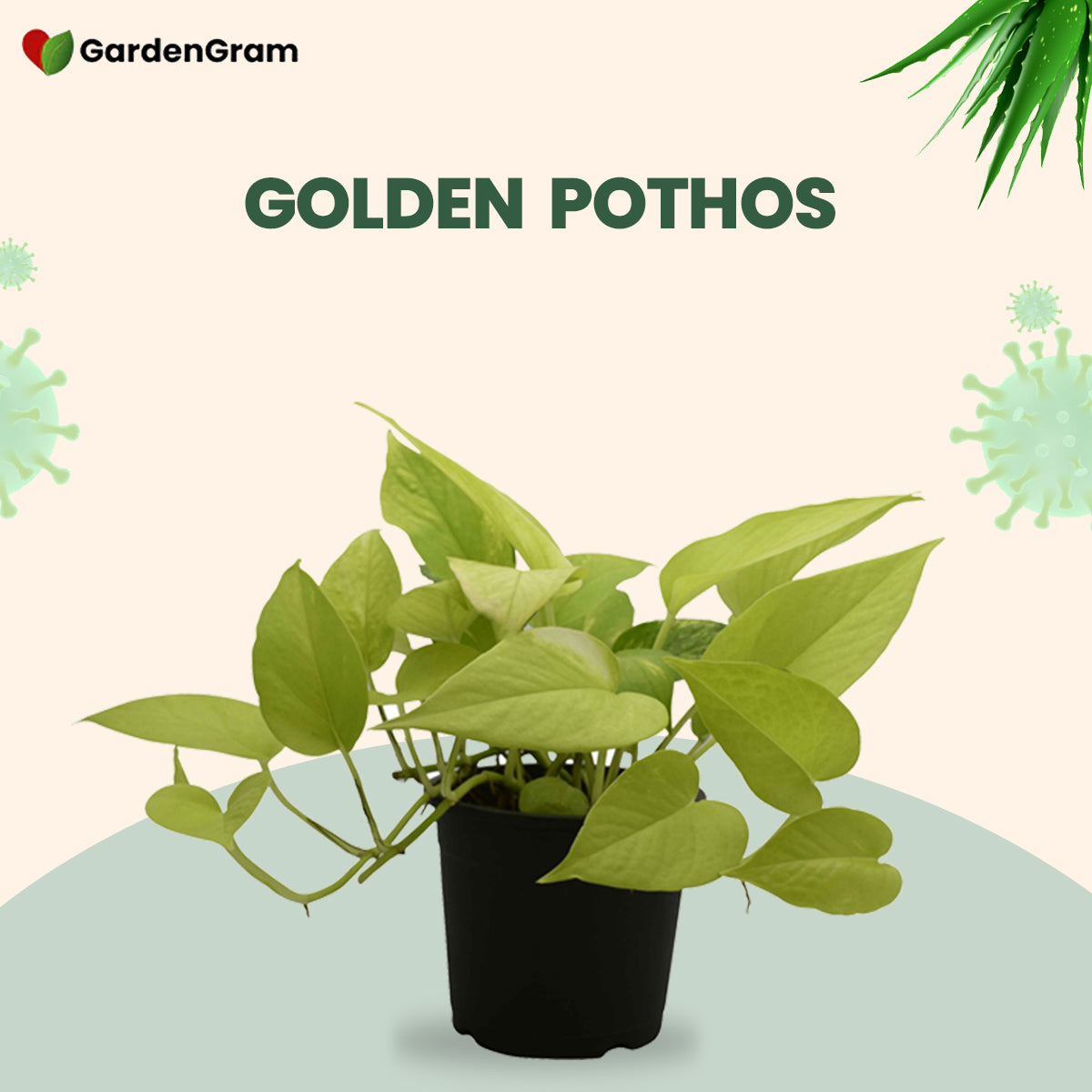 Indoor air-purifying plant set
