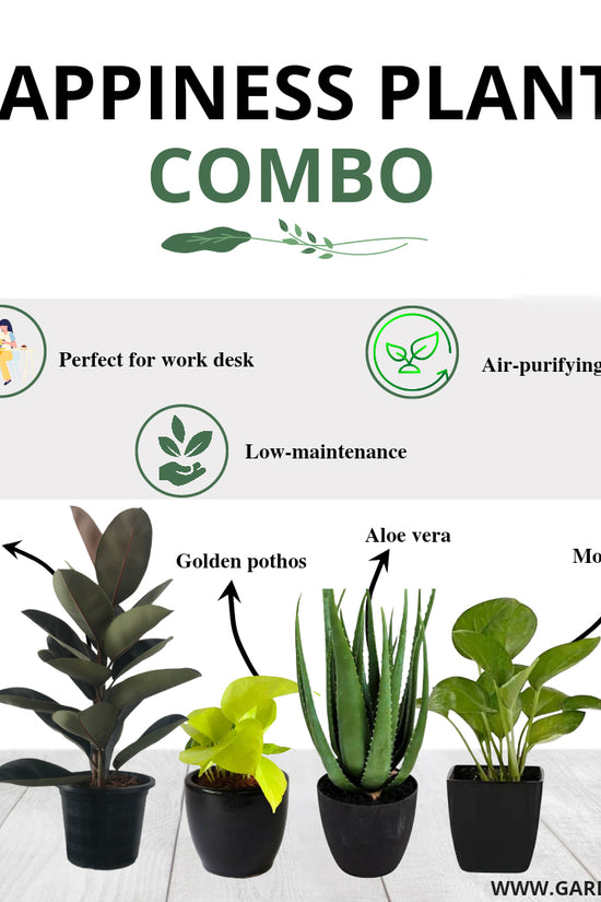 Happiness-themed plant combo
