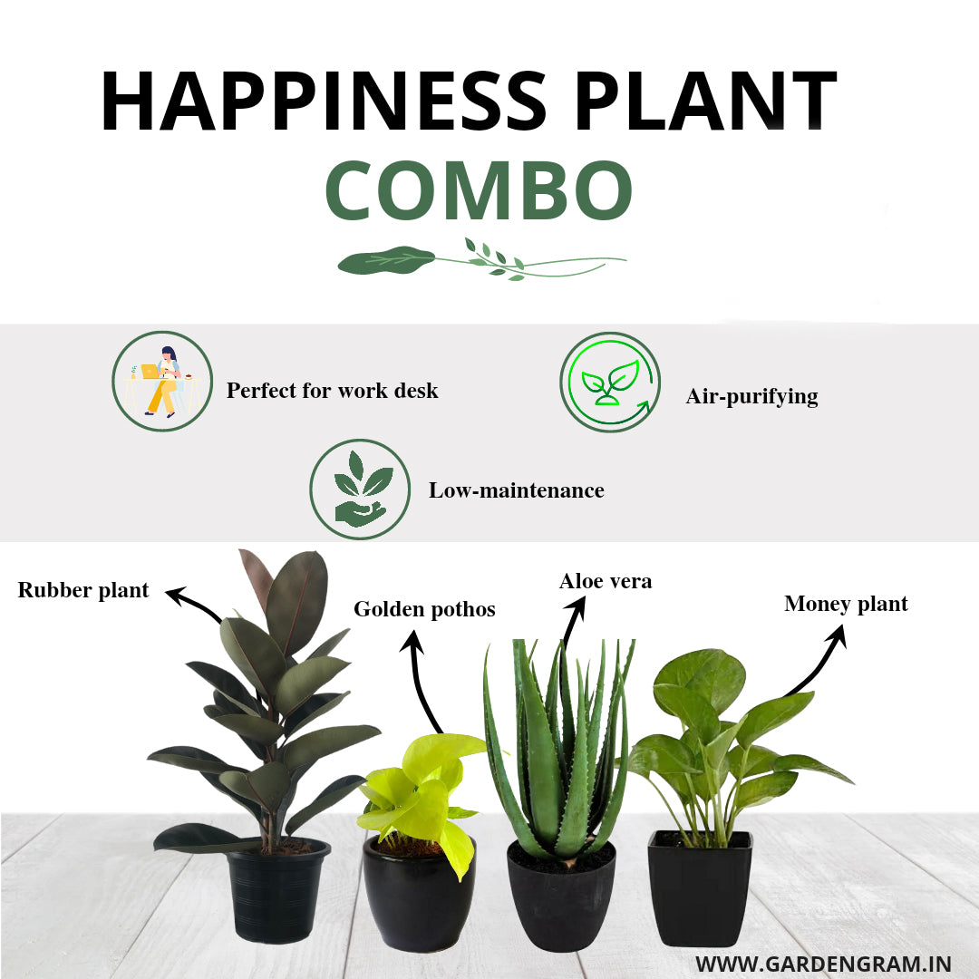Happiness-themed plant combo
