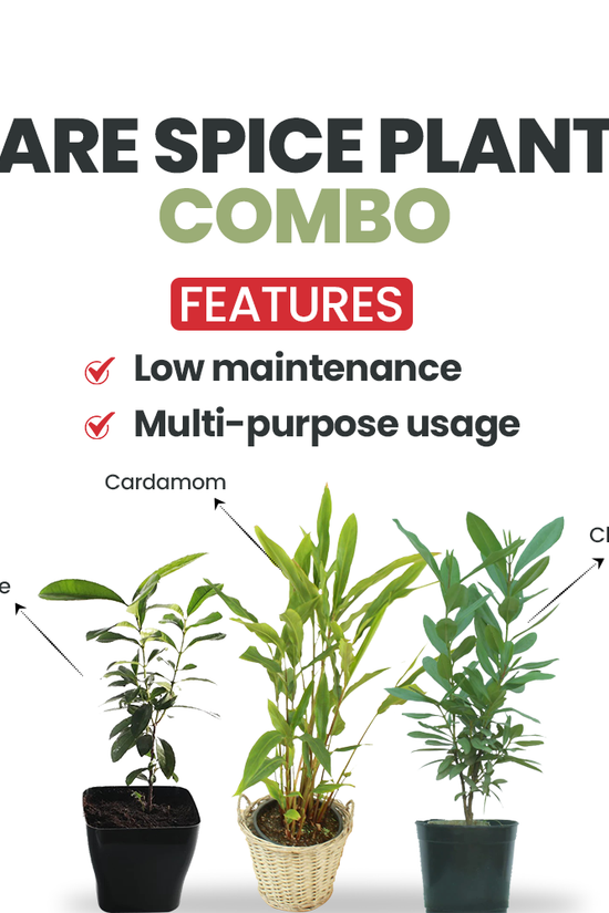 Rare spice plant gift set

