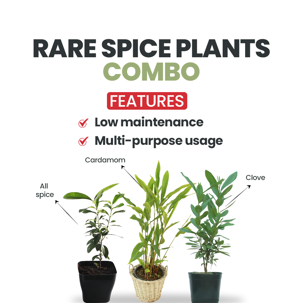 Combo of Rare Spice Plants - Gardengram