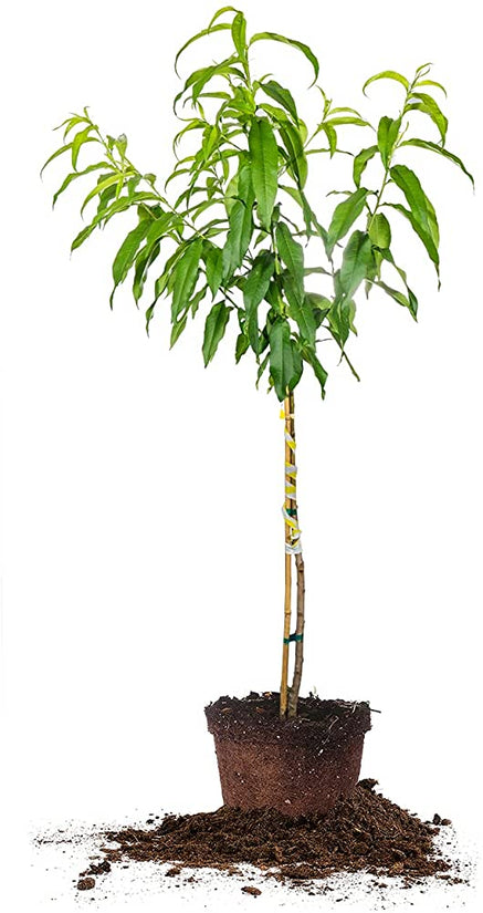 Peach fruit tree for backyard garden
