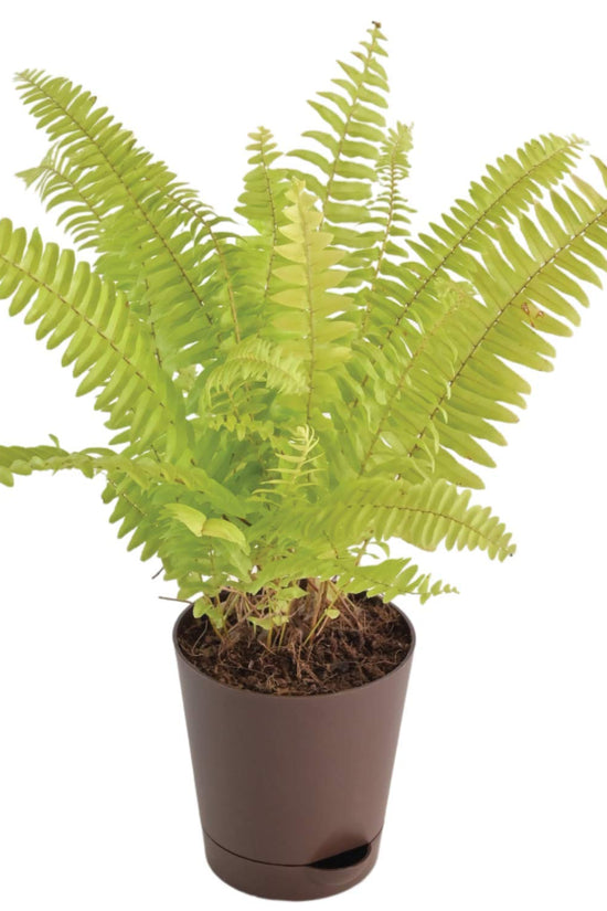 Indoor fern plant – low maintenance
