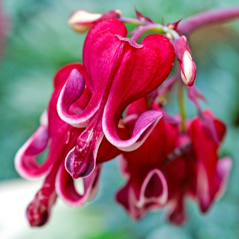 Bleeding Heart (Burning Heart) flower plant
