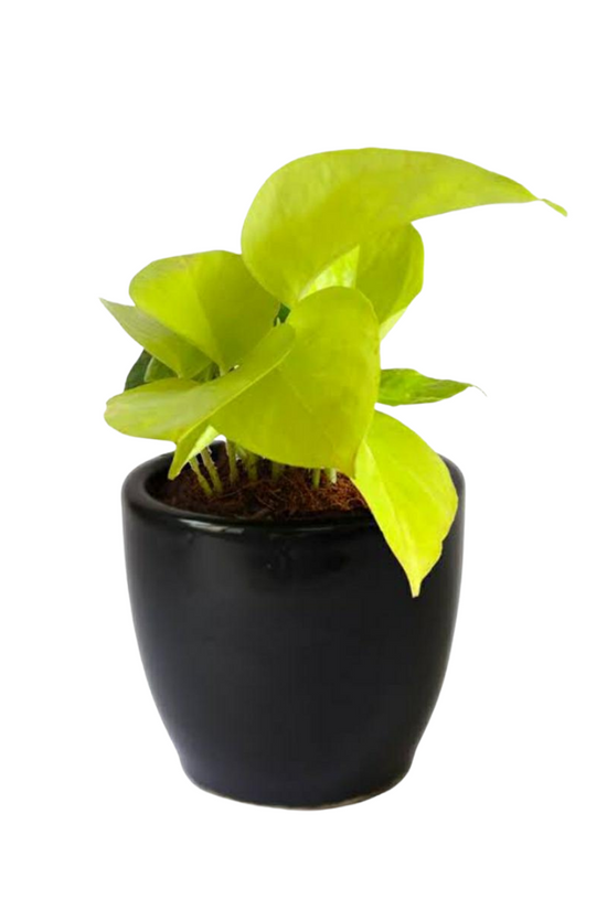 Happiness-themed plant combo
